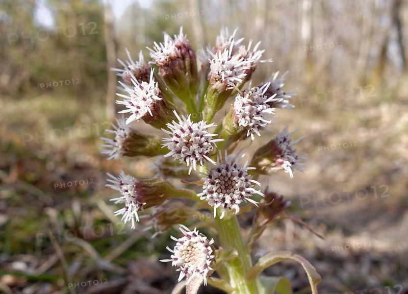 White Butterbur (Petasites albus)