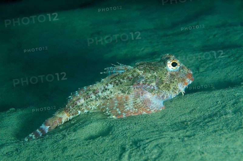 Antlered Sculpin (Enophrys diceraus )