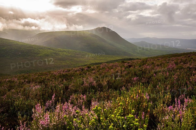 Fynbos heathland in the Walkerbay with dramatic clouds