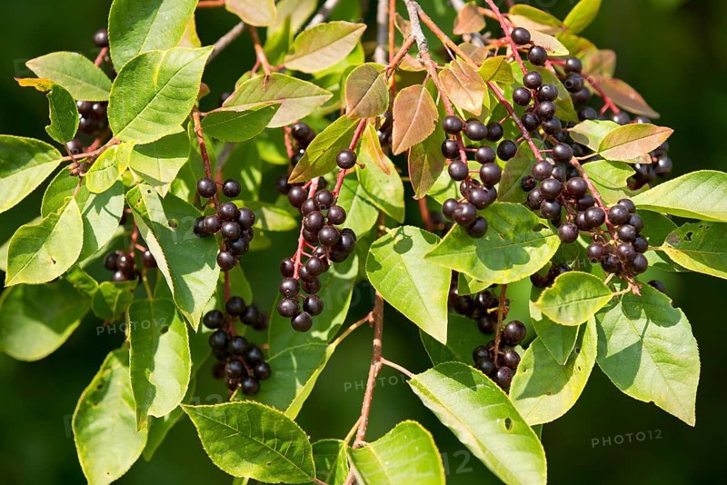 Common Dogwood (Cornus sanguinea)