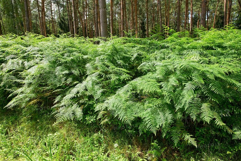 Bracken (Pteridium aquilinum)