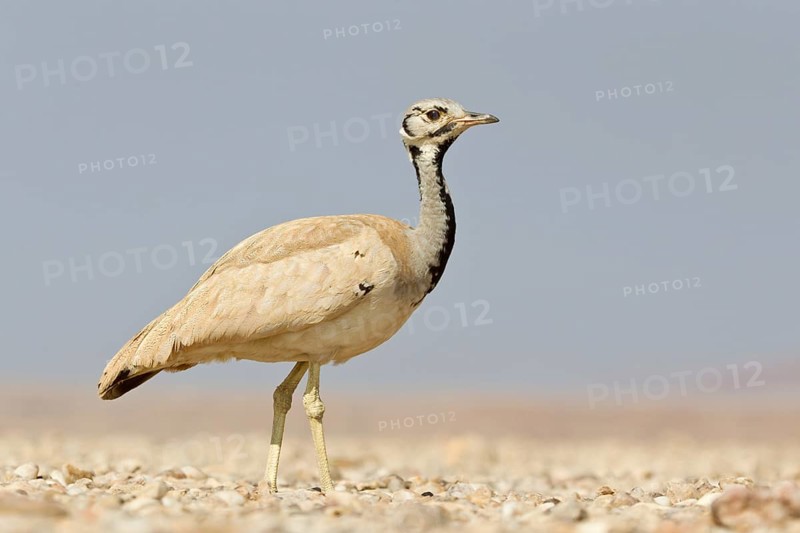 Ruppell's Korhaan or Ruppell's Bustard (Eupodotis rueppellii)
