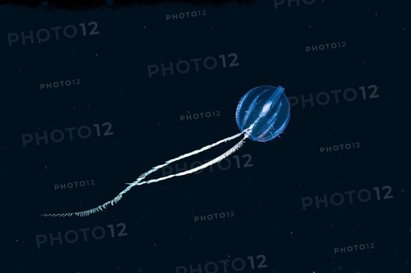 Sea Gooseberry (Pleurobrachia pileus)