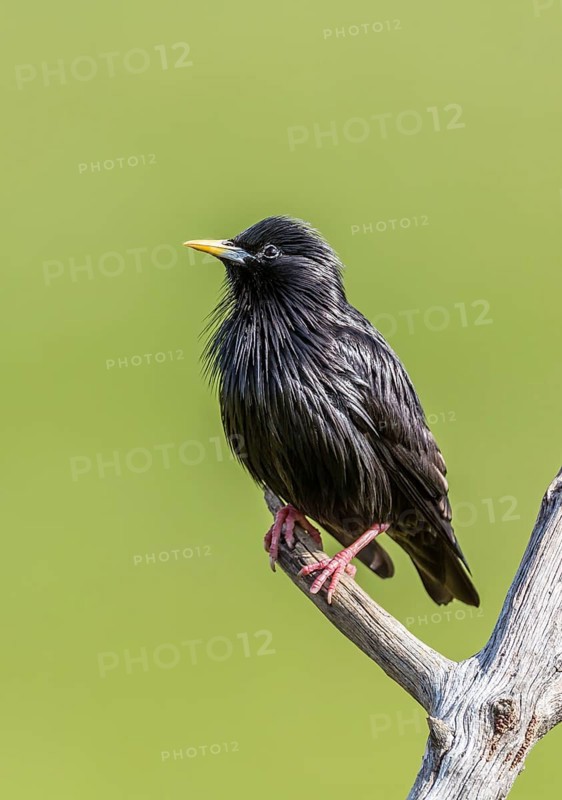 Spotless Starling (Sturnus unicolor)