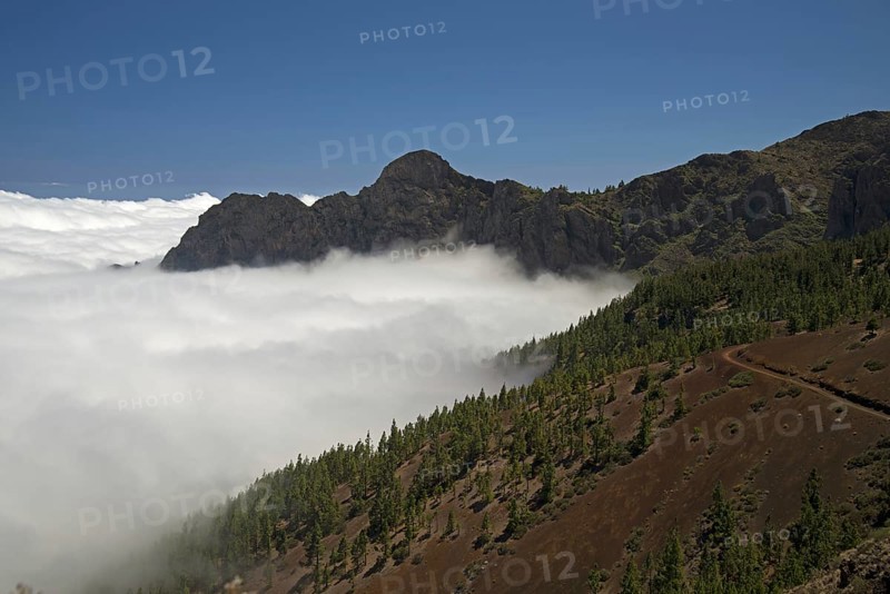 Pine forest