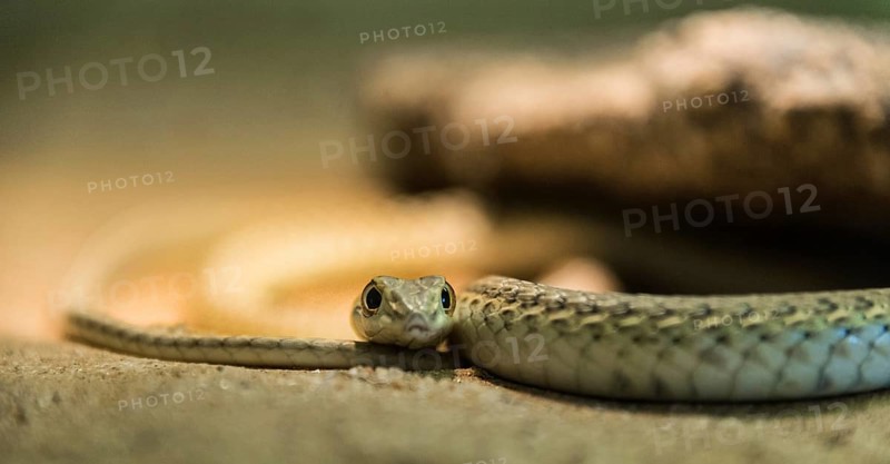 Namib Sand Snake (Psammophis namibensis)