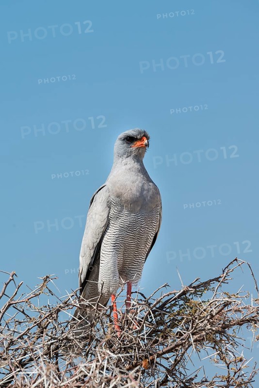 Eastern Chanting Goshawk (Melierax poliopterus) sitting in dry acacia