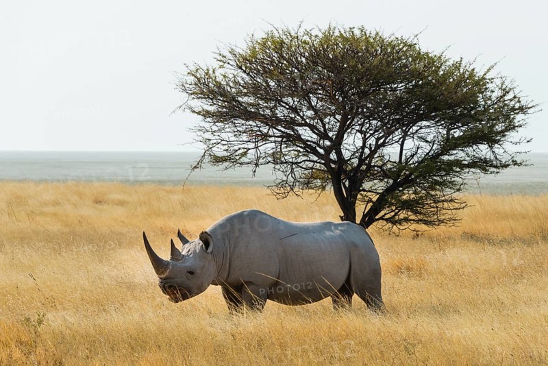 Black Rhino (Diceros bicornis) grazing at the edge of the Etosha Pan