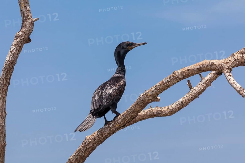 Little Cormorant (Phalacrocorax niger) perched on a tree