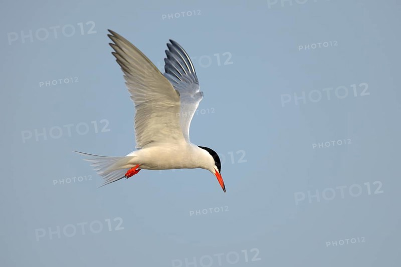 Common Tern (Sterna hirundo) in flight