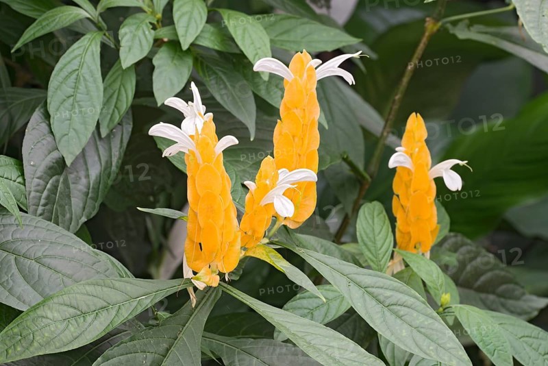 Lollipop Plant or Golden Shrimp Plant (Pachystachys lutea)