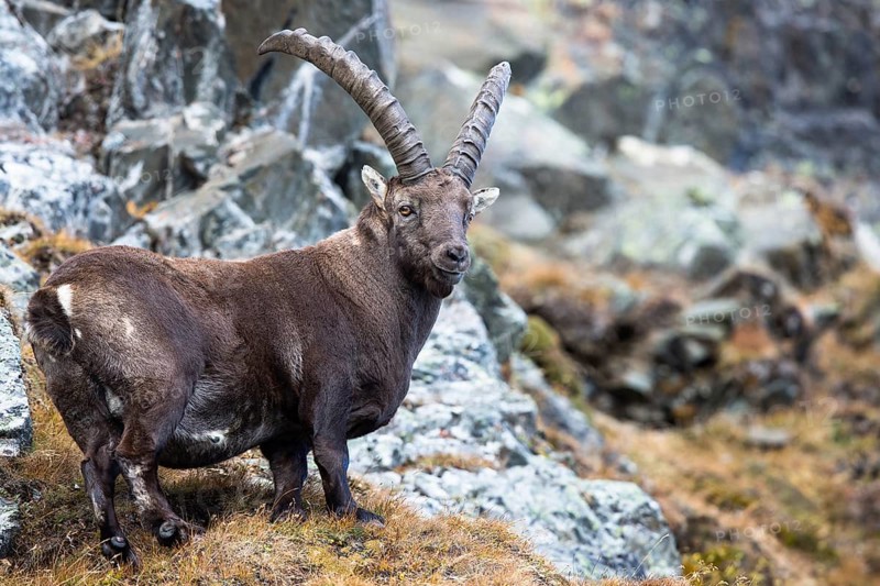 Alpine Ibex (Capra ibex)