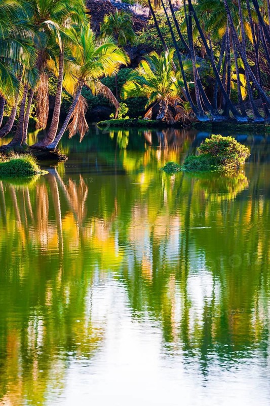 Palm trees at the Hopeaia Fishpond