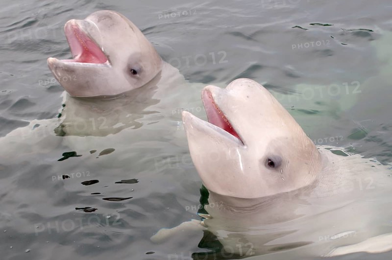 Two young Beluga Whales or White Whales (Delphinapterus leucas)