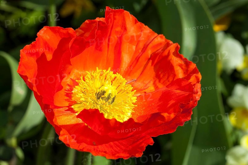 Iceland poppy (Papaver nudicaule)