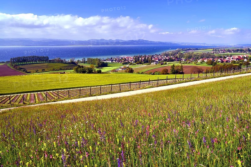 Flower meadow and vineyard on Lake Neuchatel