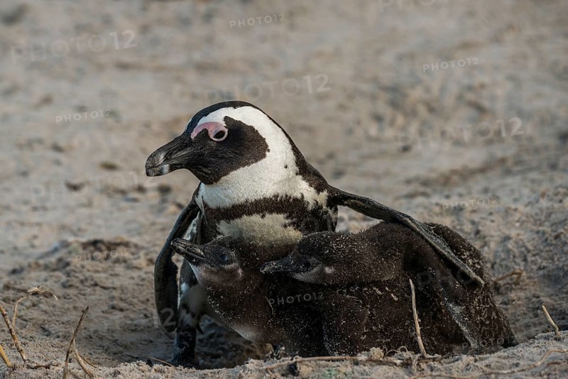 Jackass Penguins or African Penguins (Spheniscus demersus)