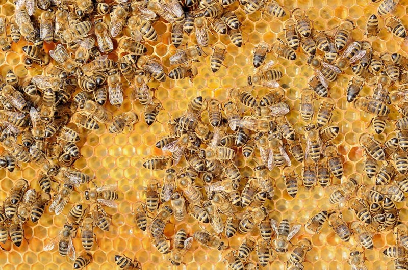 Colony of Honey Bees (Apis mellifera var carnica) on fresh honeycomb with honey