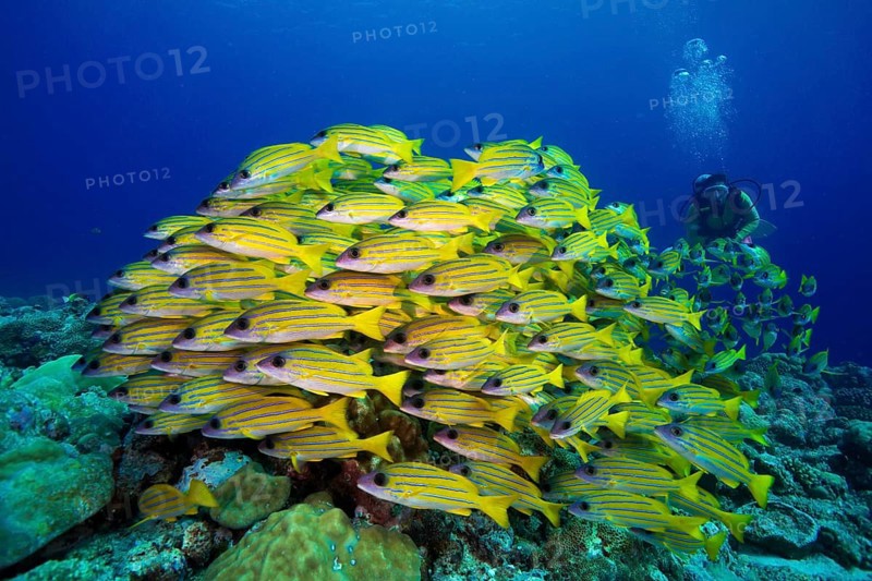Scuba diver watching a school of Bluestripe Snappers (Lutjanus kasmira)