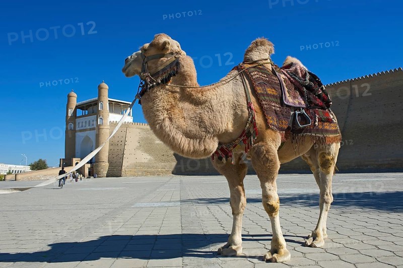 Saddled camel in front of the Ark fortress