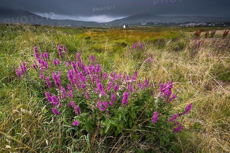 Fireweed (Epilobium) in front of Ballinskelligs