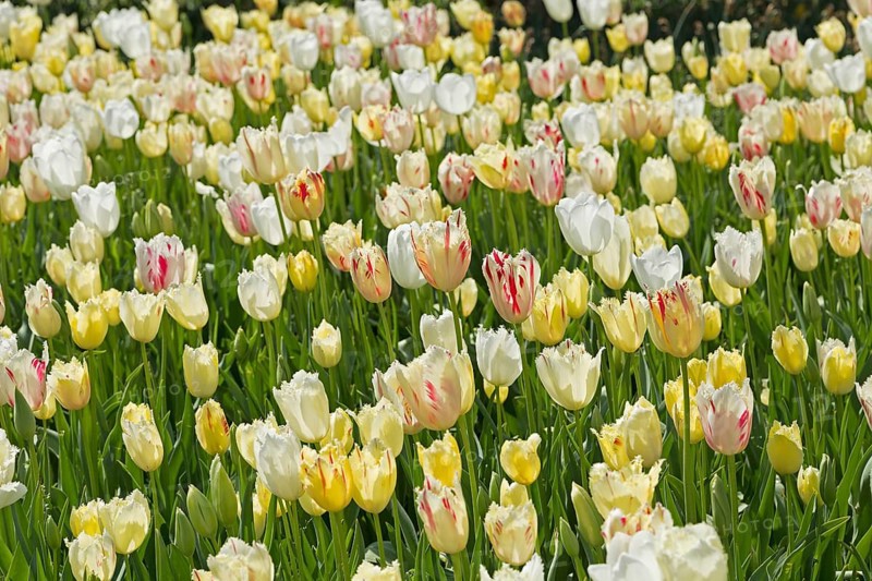 Tulip bed
