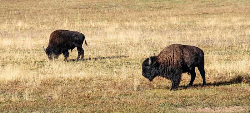 Two Beefalos or Cattalos on a pasture