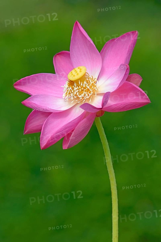 Indian Lotus (Nelumbo nucifera)