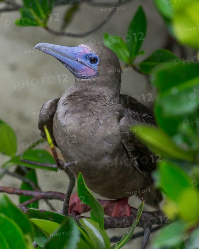 Young Red-footed Booby (Sula sula)