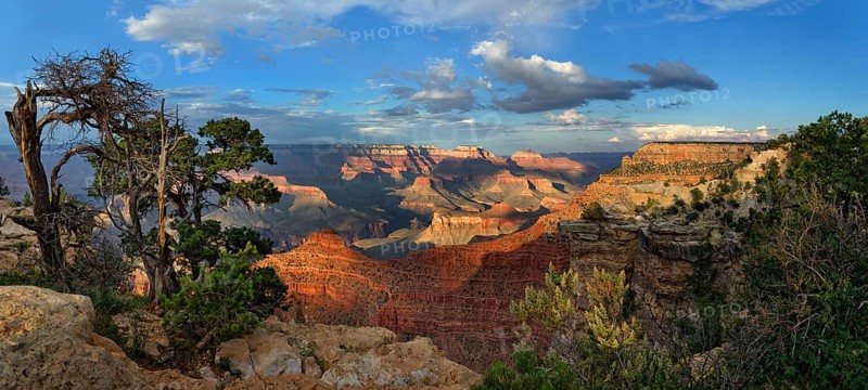 Gnarled old pine (Pinus) at the Grand Canyon