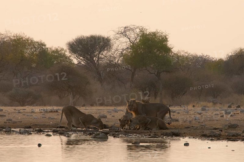 Lions (Panthera leo)