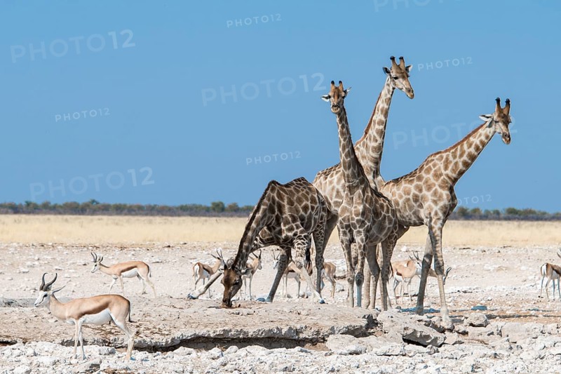 Giraffes (Giraffa camelopardalis)