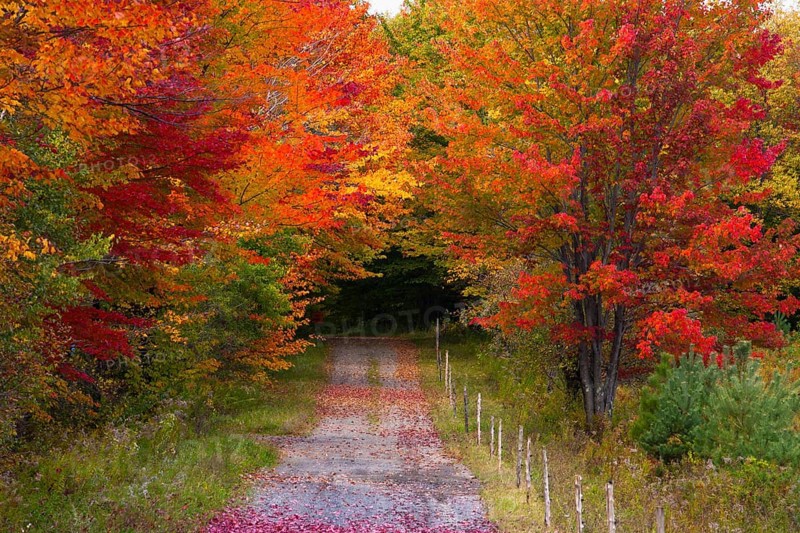 Country road in autumn