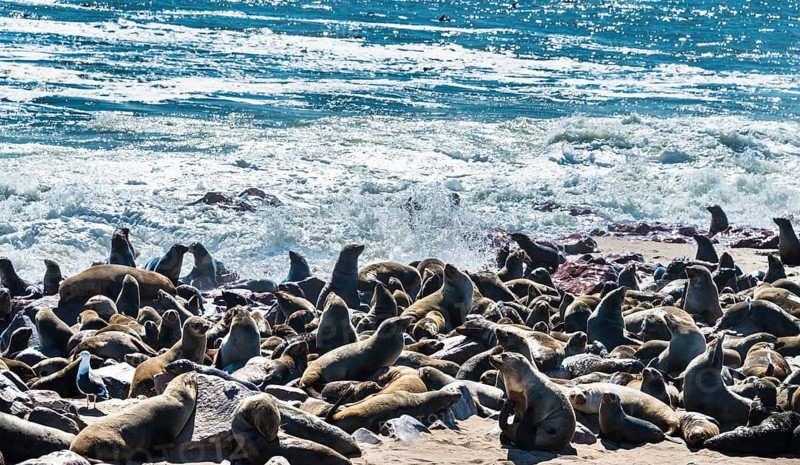 Colony of Brown Fur Seals or Cape Fur Seals (Arctocephalus pusillus)