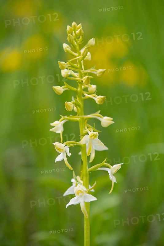 Greater Butterfly Orchid (Platanthera chlorantha)