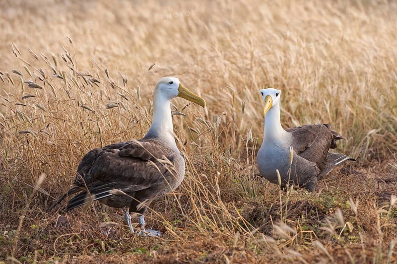 Waved Albatrosses (Phoebastria irrorata)