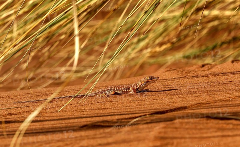 Smith's Desert Lizard (Meroles cuneirostris)