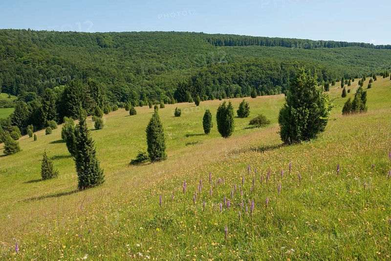 Juniper pastures