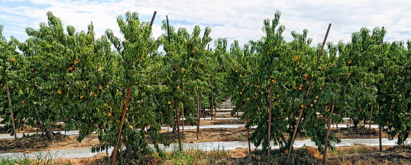 Nectarines (Prunus persica var nucipersica)