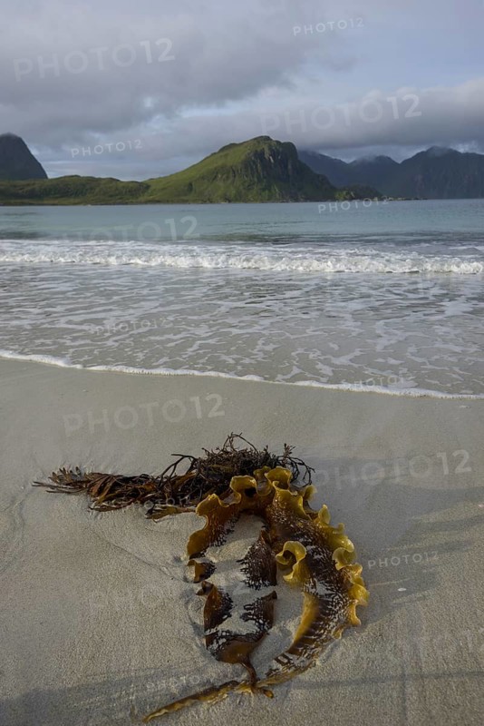 Kelp in the bay of Uttakleiv
