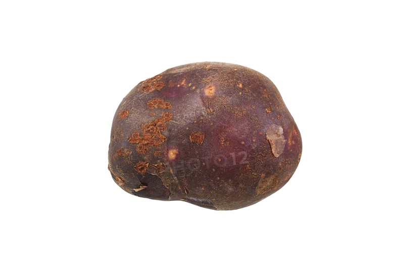 Potato