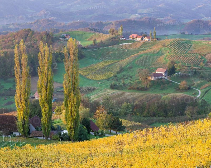Autumnal vineyards and farmhouses in the morning light
