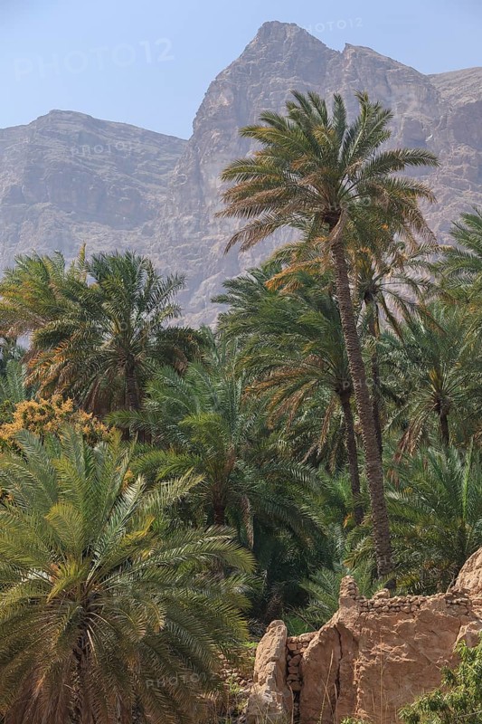 Date palms in Wadi Tiwi with Hajar Mountains