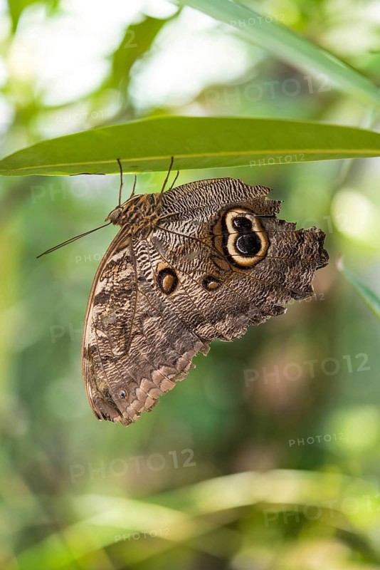Forest Giant Owl (Caligo eurilochus)
