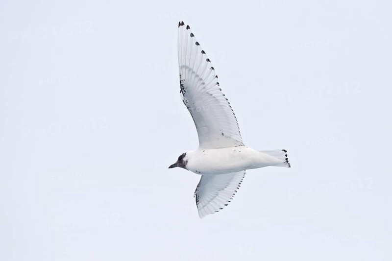 Ivory Gull (Pagophila eburnea)