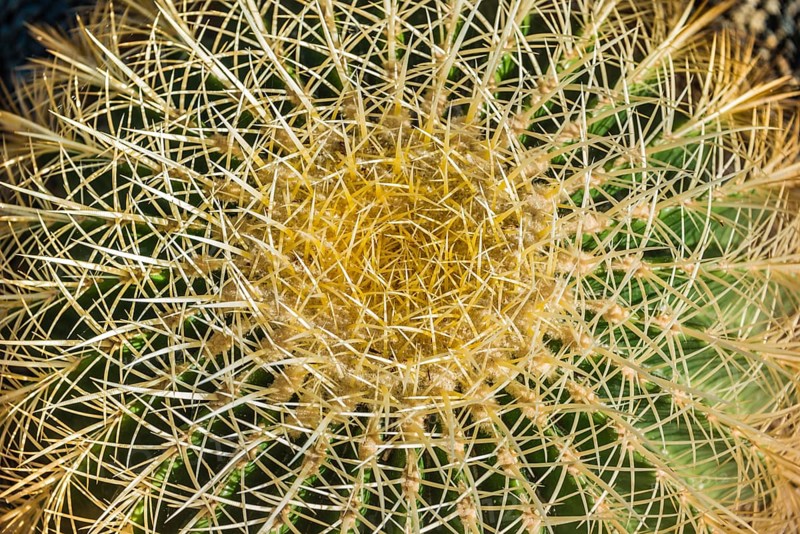 Golden Barrel Cactus (Echinocactus grusonii)