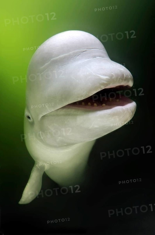 Beluga Whale