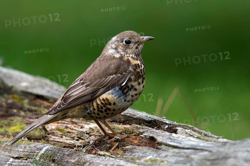 Mistle Thrush (Turdus viscivorus)