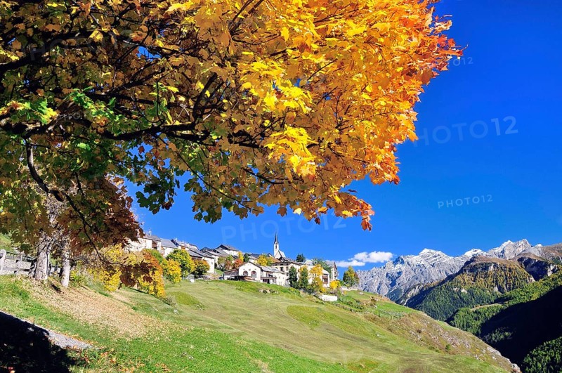 Autumnal tree