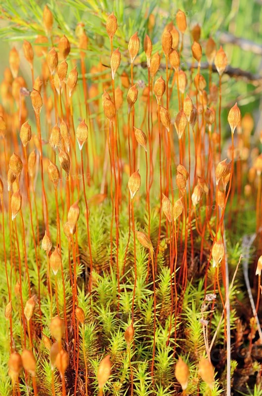 Common Hair Cap Moss